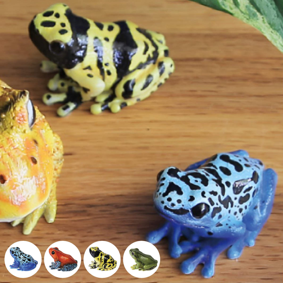 【GK】 スペシャルカラー カエル 楽天市場】レプタイルズマグ ヤドクガエル・アマガエル REPTILES