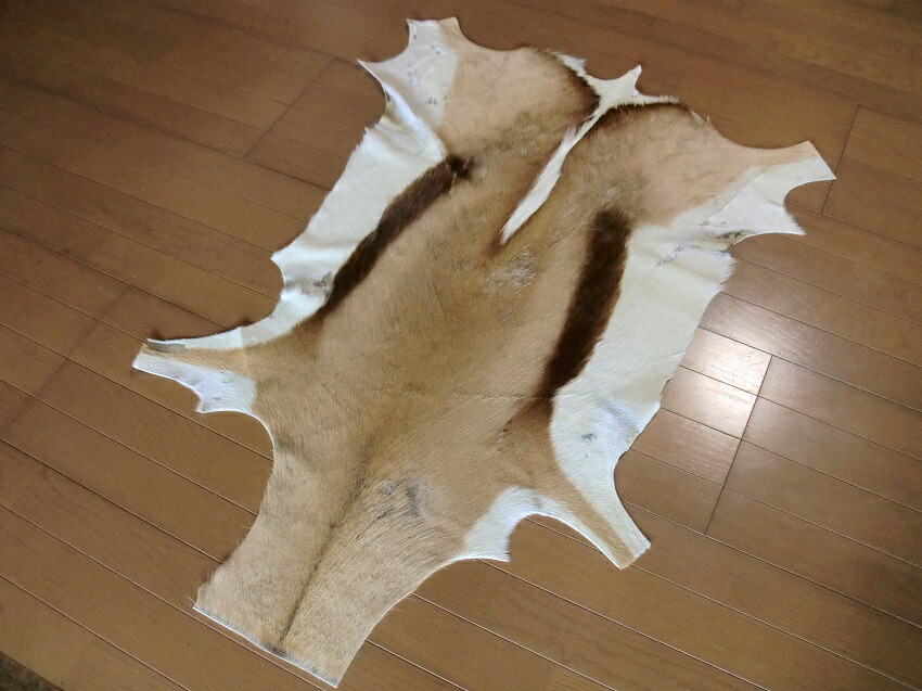 スプリングボック 敷物 約 118×84 cm 剥製 革 アニマル ラグ カーペット マット インテリア ラグマット 玄関マット 本革 毛皮 壁掛|ローカルトキトキ