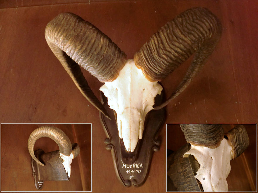 楽天市場】羊頭骨 角 標本 オブジェ 絵のモチーフ 壁掛け トロフィー