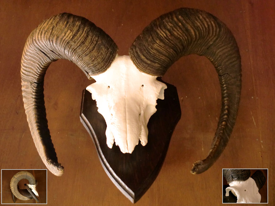 楽天市場】羊頭骨 角 標本 オブジェ 絵のモチーフ 壁掛け トロフィー