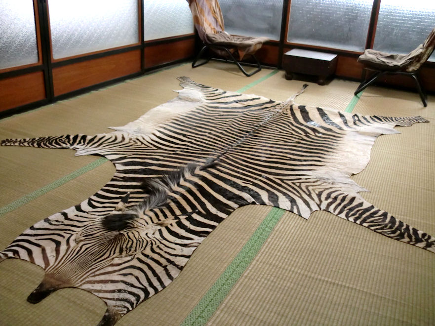 zebra pattern carpet