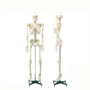 人体モデル 等身太い骨骼模型可動手合の等身大の人体全身骨格 178cm Smtb S Maskovkaturnov Cz
