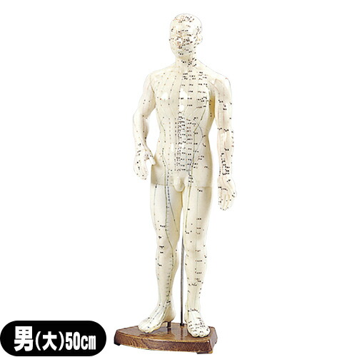 (人体模型)サンポー エスキュア(S+CURE) 経穴人形(経穴模型) 男性(大) 50cm (SR-0201) 5,700円