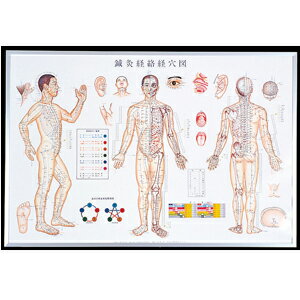 楽天市場 鍼灸経路経穴図 鍼灸経絡系穴図 しんきゅうけいろけいけつず パネル Sr 413 Smtb S 快適生活応援倶楽部localservice