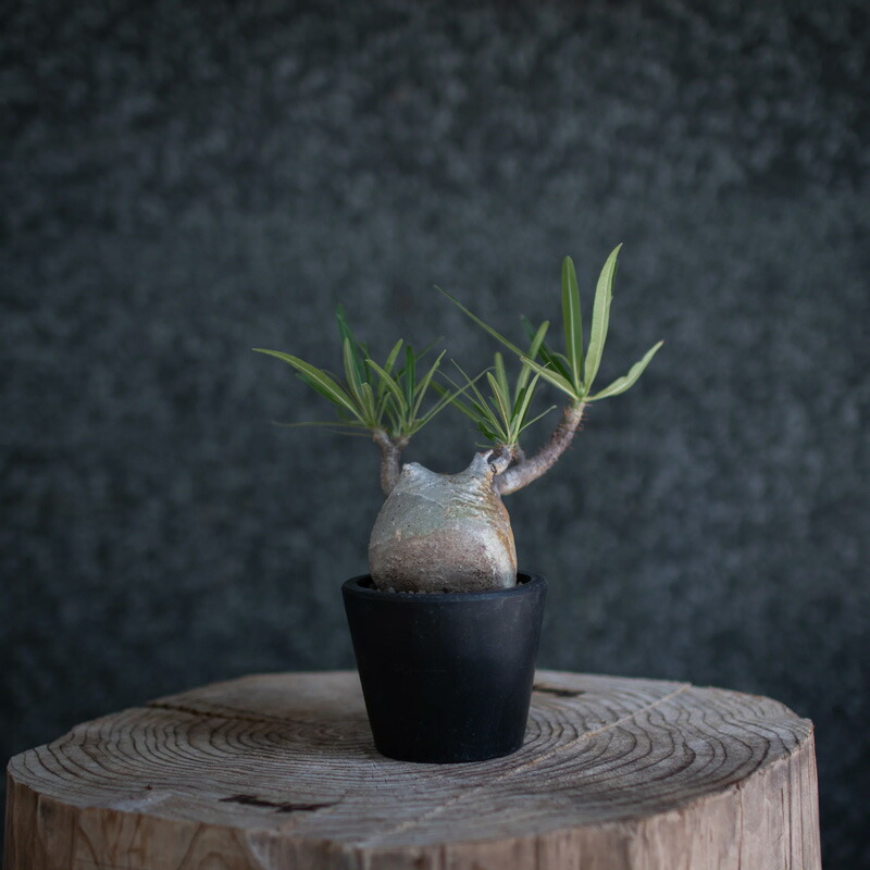 楽天市場】コーデックス：アデニア プセウドグロボーサ*塊根幅18cm