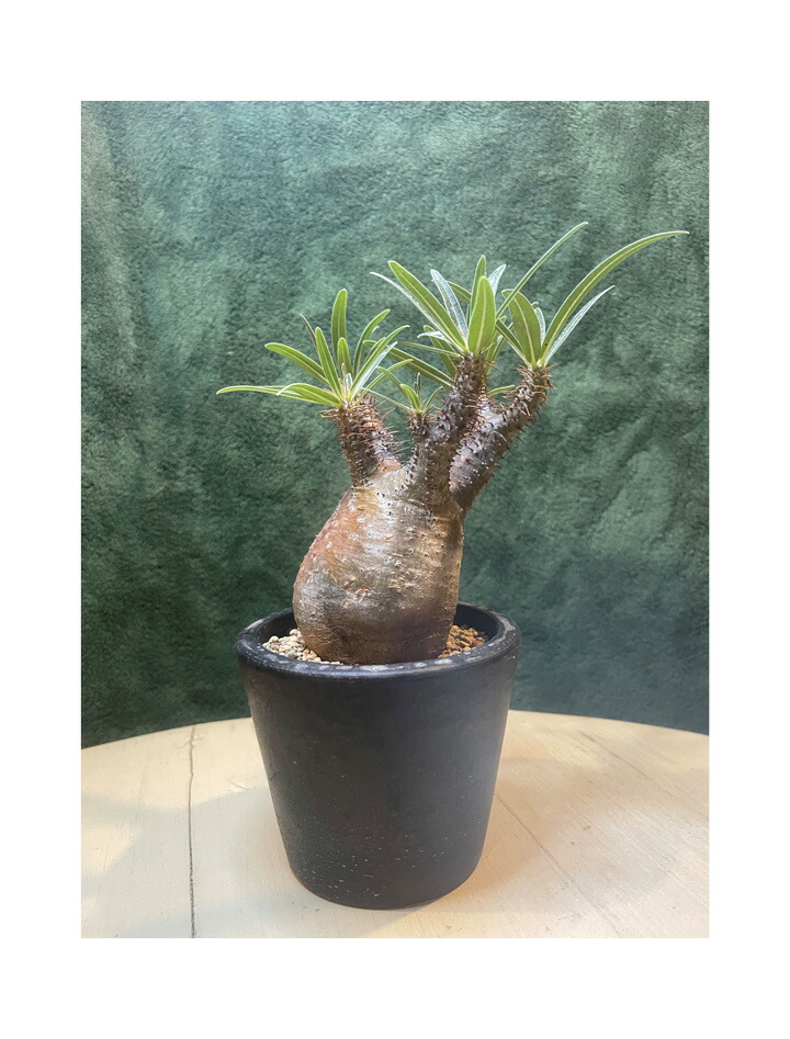 ※afro出品　パキポディウム10種類セット 楽天市場】コーデックス：パキポディウム グラキリス