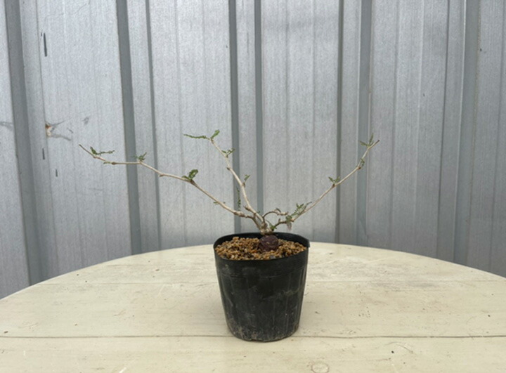 楽天市場】コーデックス：オペルクリカリア パキプス 根挿し*葉幅7.5