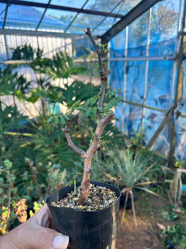 センナメリディオナリス　中型　塊根植物　観葉植物 センナ メリディオナリス/盆栽、多肉植物、塊根植物、観葉植物