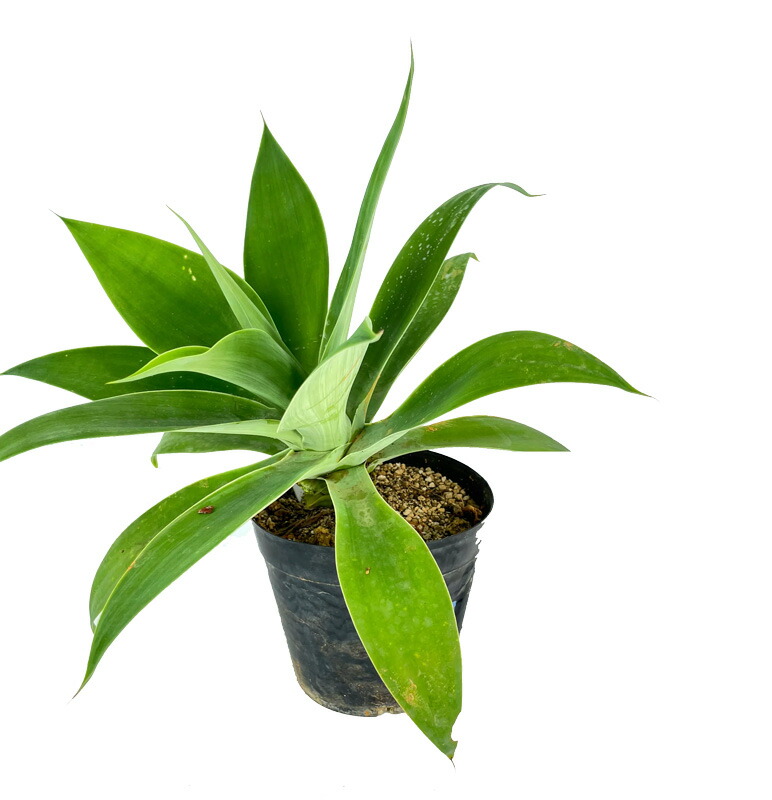 楽天市場】アガベ アテナータ カラズストライプ 7号 苗木【AK】 : 千草園芸