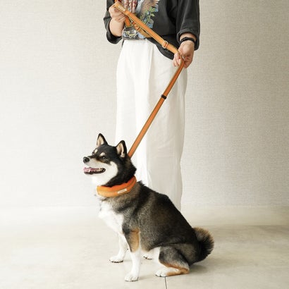 バーディ BIRDIE ラッセルクッションワンタッチカラー M 小・中型犬用首輪【返品不可商品】 （オレンジ）