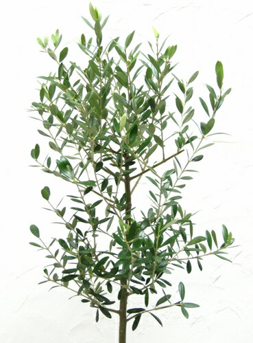 アンティークリサーチテラコッタ植えのオリーブ 種類は店長におまかせで 6 庭木 スーベニア 象徴ツリー Hotjobsafrica Org