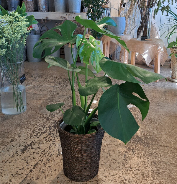 アロです♪3点セット！エレンダニカ2鉢　カラテア2鉢　ブラッドオレンジ アロです♪3点セット！エレンダニカ2鉢 カラテア2鉢 ブラッド