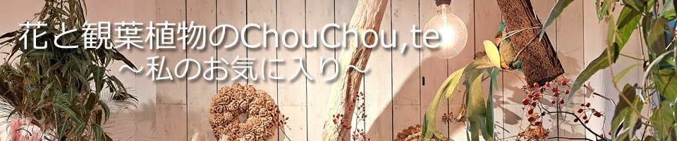 �֤ȴ��տ�ʪ��Chouchou��te�����տ�ʪ�����֥���󥸥��ȡ���«�ʤɥե����եȤ��Ϥ����ޤ�