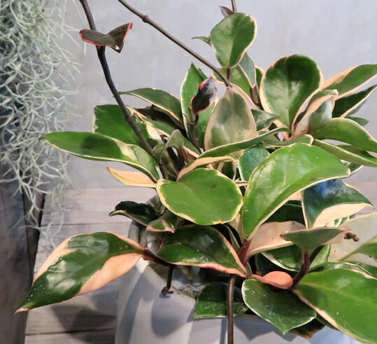 サクララン ホヤ 白い陶器 ボール 観葉植物 ギフト インテリア Letempslev K7a Com