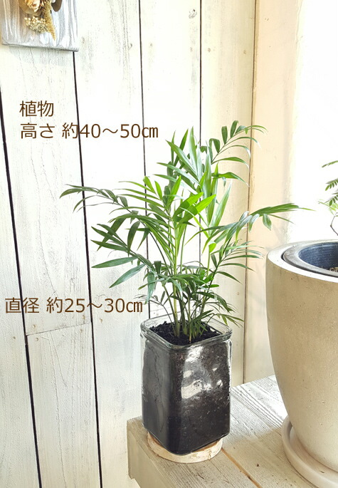 炭植えの几椰子科 硝子の物入れで 戴き物 御寿 インテリア装飾 Hotjobsafrica Org 炭植えの几椰子科 硝子の物入れで 戴き物 御寿 インテリア装飾 Hotjobsafrica Org