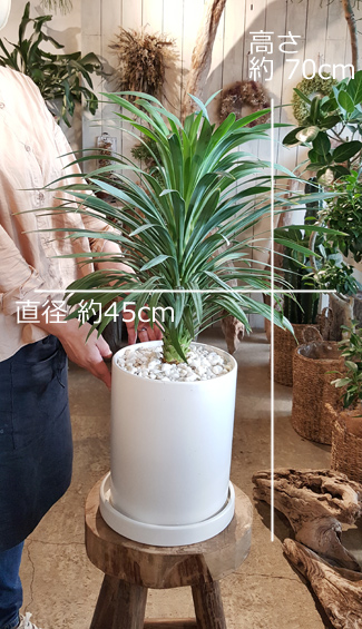 送料無料 ユッカ デスメティアーナ 陶器に土植え 観葉植物 ギフト インテリア 1stfitness Az