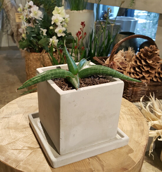 サンスベリア パテンス リアルな陶製 引出で物 御御祝い インテリア装飾 珍種子 Hotjobsafrica Org