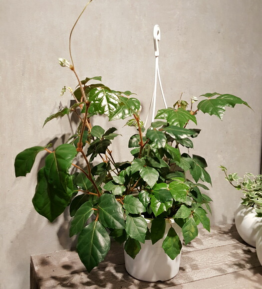 グレープアイビー 号プラ吊り碗 少しく短サイズ シッサス ロンビフォリア 吊り下げ手合い 観葉植物 贈りもの 家什 Hotjobsafrica Org グレープアイビー 号プラ吊り碗 少しく短サイズ シッサス ロンビフォリア 吊り下げ手合い 観葉植物 贈りもの 家什 Hotjobsafrica Org