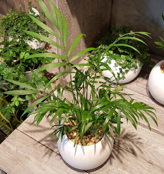 丸い器のテーブルヤシ ミニサイズ ウォーターサンド植え ギフト 観葉植物 ギフト 御祝 インテリア Giosenglish Com