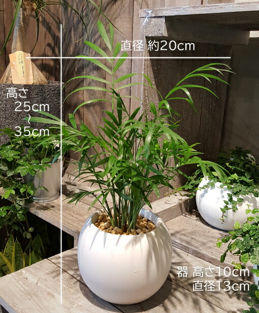 丸い器のテーブルヤシ ミニサイズ ウォーターサンド植え ギフト 観葉植物 ギフト 御祝 インテリア Giosenglish Com