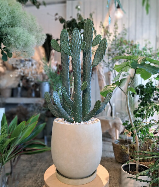 【引取り限定】　サボテン　大雲閣180cm 引取り限定】 サボテン 大雲閣180cm 楽天市場】大 雲 閣 サボテンの通販