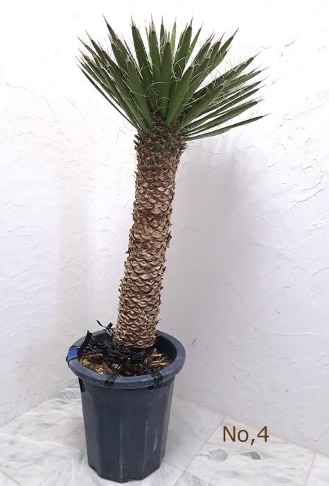 楽天市場】送料無料！希少種 ユッカ・フィリフィラ １０号プラ鉢 No,4 Yucca Filifera 庭植え シンボルツリー : 花 と観葉植物のChouchou，te