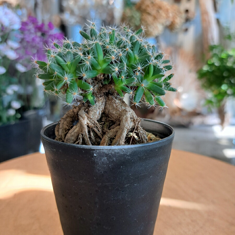 楽天市場】多肉植物：トリコディアデマ 紫晃星*葉幅15cm : 遊恵盆栽