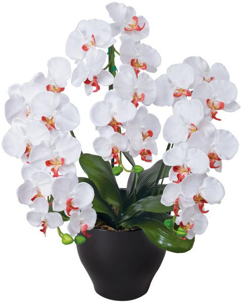 【最大限度1万円ｸｰﾎﾟﾝ6/4-10】 夢見鳥蘭セ賃貸借契約W/AB 観葉草木 造花 鉢植え 工業プラント 人工草木 花 鉢付き添い人 消臭 抗菌 今めかしい 室内装飾 事務室 話し合い室 部屋の入り口 庭 庭園 併設 EE0902-120