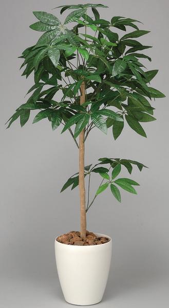 楽天市場 パキラ 観葉植物 150cm 鉢植え 植木 庭木 C4008 0 送料無料 Lookit オフィス家具 インテリア