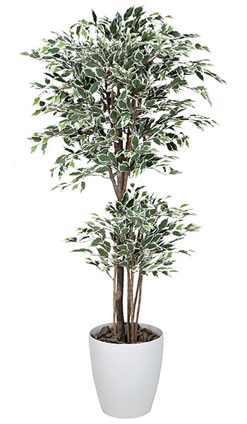 ベンジャミン 観葉植物 160cm 斑入り 光触媒 C3813-300