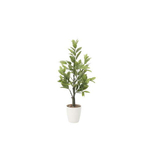 フェイクグリーン インテリアグリーン レモン 最大1万円クーポン10 11 消臭 レモン インテリア 人工観葉植物 光触媒人工植物 人工観葉植物 光触媒 幅43 奥行43 高さ100cm 抗菌 防汚 緑 2時迄 100cm 鉢植えタイプ 造花 インテリアグリーン 人工植物 インテリア小物 フェイクグリーン インテリアグリーン レモン 最大1万円クーポン10 11 消臭 レモン インテリア 人工観葉植物 光触媒人工植物 人工観葉植物 光触媒 幅43 奥行43 高さ100cm 抗菌 防汚 緑 2時迄 100cm 鉢植えタイプ 造花 インテリアグリーン 人工植物 インテリア小物