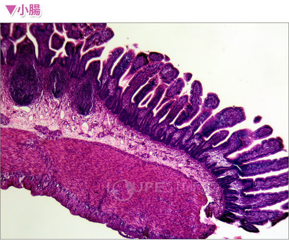 楽天市場 動物組織プレパラートd 顕微鏡 プレパラート 実験 理科 教材 学校教材 自由研究 宿題 小学生 ルーペスタジオ