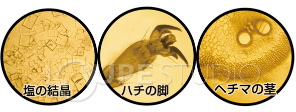 楽天市場 顕微鏡 手作り顕微鏡150倍 知育玩具 おもちゃ 教育 体験 科学工作 自由研究 キット 小学生 室内 ルーペスタジオ