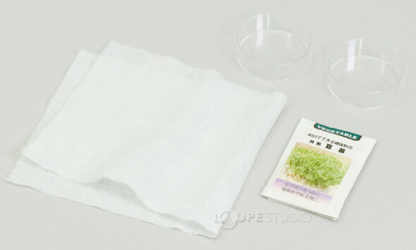 楽天市場 豆苗 栽培キット 野菜 子供 おすすめ 理科 教材 自由研究 小学生 キット 栽培 ガーデニング 低学年 ルーペスタジオ