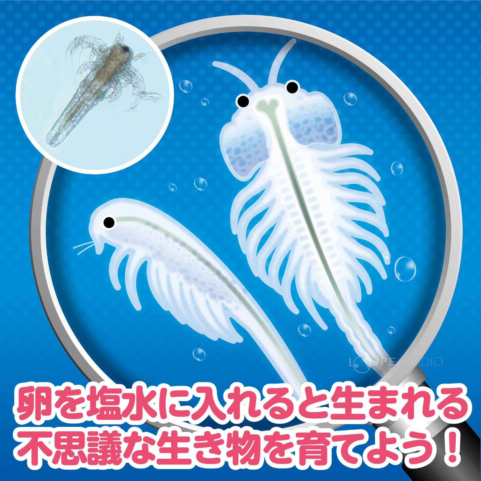 楽天市場 簡単 育てるエビモドキ 日本製 飼育セット ブラインシュリンプエッグ 自由研究 小学生 キット 実験セット 観察 工作 男の子 女の子 ルーペスタジオ