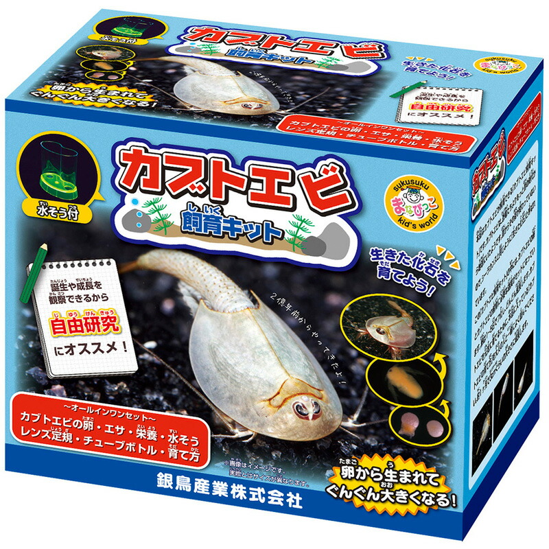 楽天市場 カブトエビ飼育キット 実験セット 自由研究 小学生 キット 高学年 観察 工作 男の子 子供 ルーペスタジオ