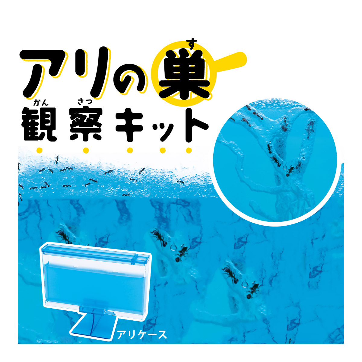 楽天市場】アリ 観察キット アリのくらし観察セット アリの巣 ありの巣