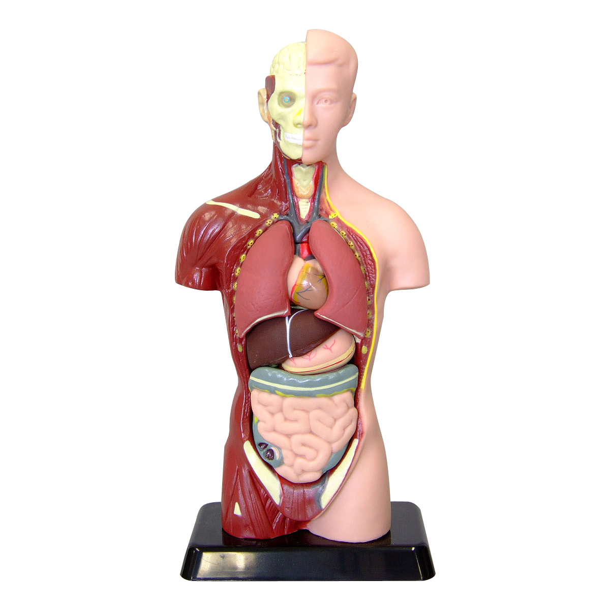 楽天市場 人体模型 27cm 筋肉 骨 内蔵 心臓 肺 胃 肝臓 腸 おもちゃ 人体モデル 全身 体の仕組み 理科 科学 教材 ミニ 室内 ルーペスタジオ