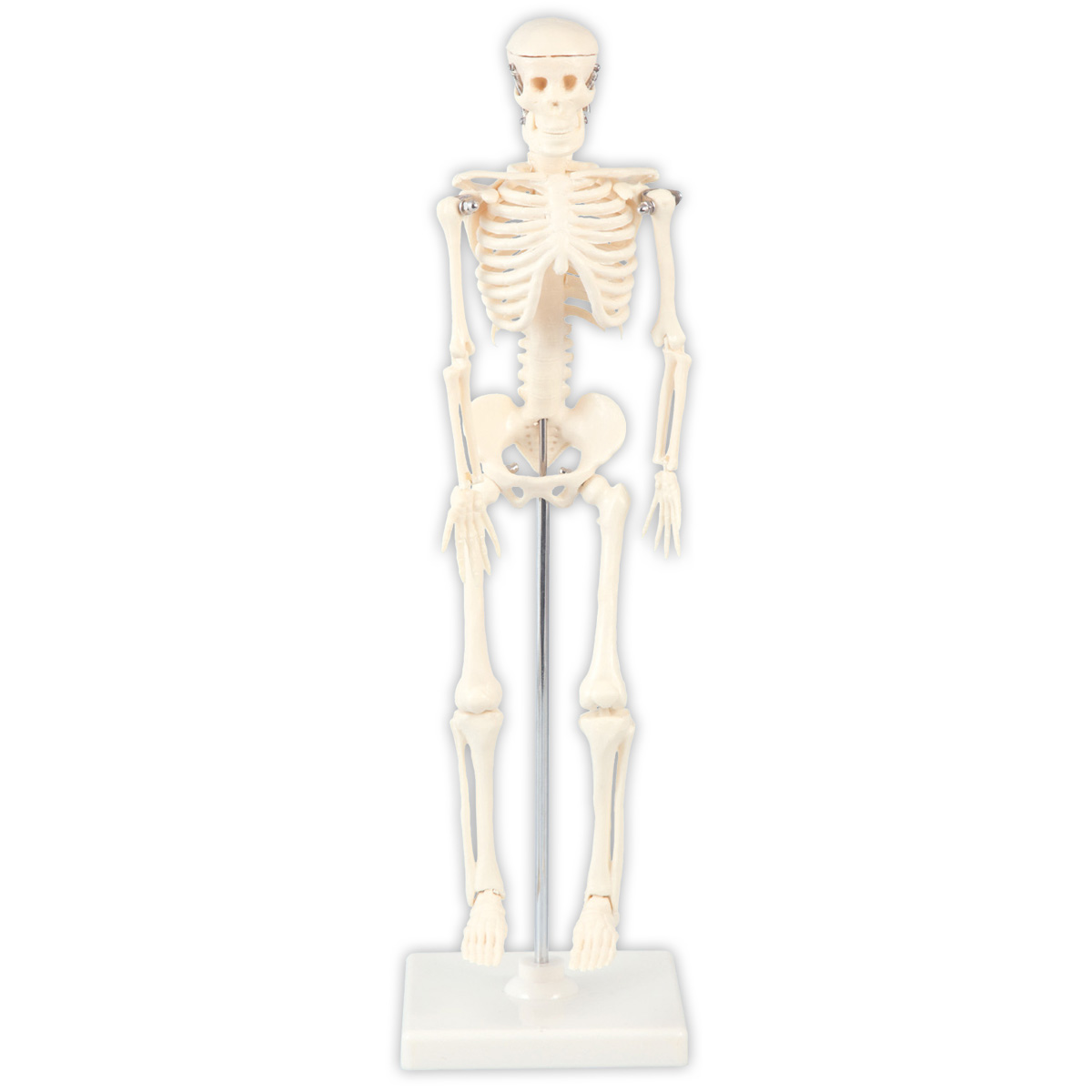 楽天市場 人体模型 全身 骨 42cm スタンド付 ミニ 人体骨格模型 おもちゃ 理科 観察 学校教材 学習教材 骨格標本 自由研究 室内 ルーペスタジオ