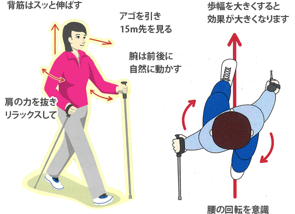 人気ブランド Revita レビータ2 ポールウォーキング 長さ調整式 シナノ製 ルーペスタジオ お気にいる Jvg Com Pe