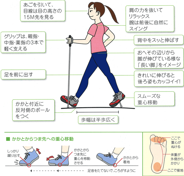 楽天市場 レビータ La くっしょん 長さ調節式 ウォーキングポール アンチショックシステム付 2本1組 シナノ ステッキ 杖 ポール ダイエット ノルディックウォーキング 子供用 ルーペスタジオ