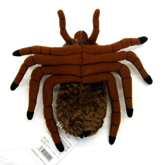 楽天市場 タランチュラ 毒蜘蛛 くも クモ サイズ 23cm Love Journey