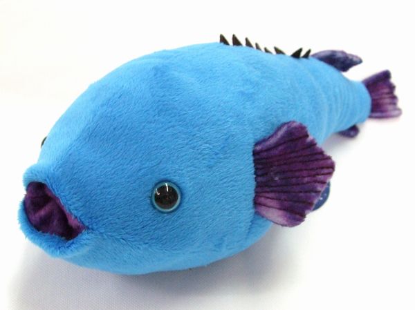 楽天市場 深海魚シリーズ ニュウドウカジカ ブロブフィッシュ サイズ 30cm Love Journey