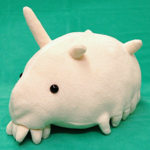 さすらい山椒魚　誌上限定　サンシロー　ソフビ　サンショウウオ　2体セット ソフビトイボックス010 オオサンショウウオ (大山椒魚) (明色