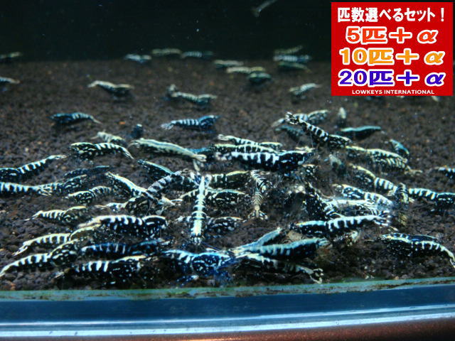 ブラックフィッシュボーン  スノーフラワー 10匹＋α