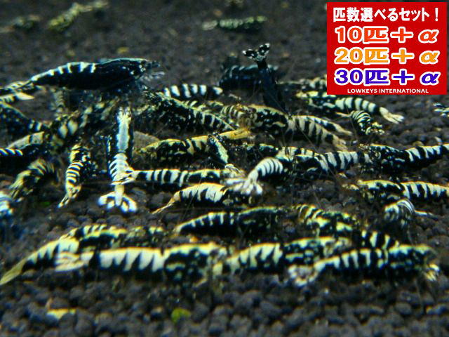 ブラックフィッシュボーン  クランク  30匹＋α