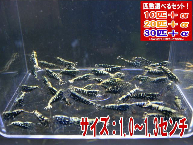 ブラックフィッシュボーン  AS入り合わせる  大きさ小  30匹＋α