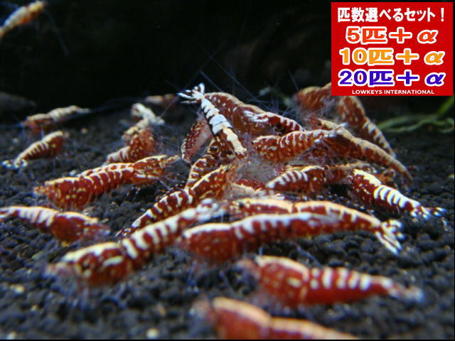 レッドフィッシュボーン  スノーフラワー  20匹＋α
