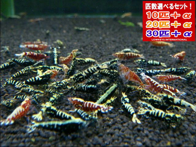 赤黒入り合わせる フィッシュボーン  和氏の璧  30匹＋α