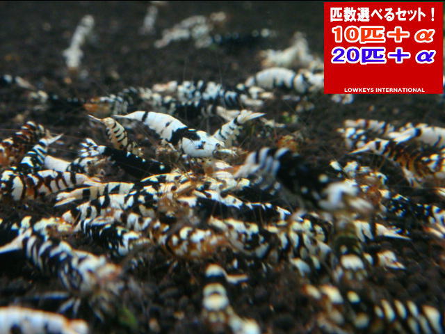 ブラックファンシータイガー  小さめ真っただ中 20匹＋α